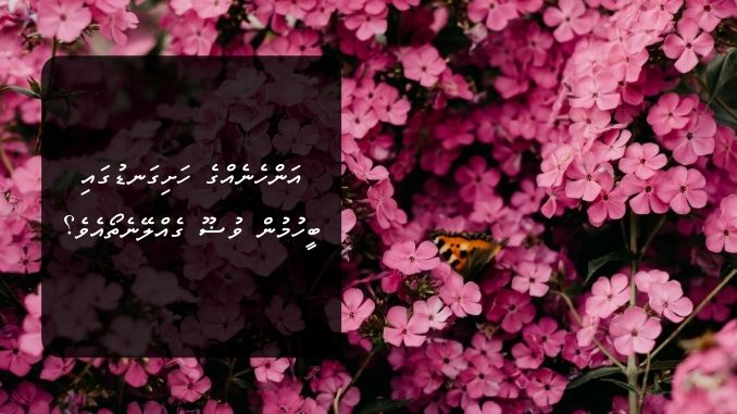 އަންހެނެއްގެ ހަށިގަނޑުގައި ބީހުމުން ވުޟޫ ގެއްލޭނެތޯއެވެ؟