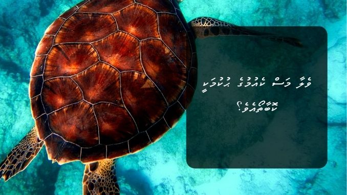 ވެލާ މަސް ކެއުމުގެ ޙުކުމަކީ ކޮބާތޯއެވެ؟