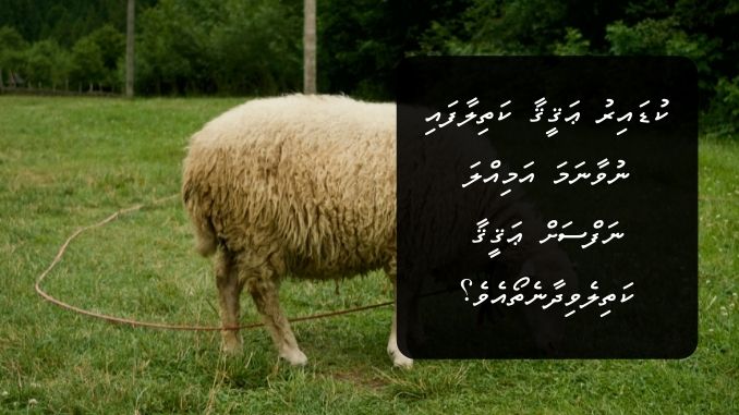 ކުޑައިރު ޢަޤީޤާ ކަތިލާފައި ނުވާނަމަ އަމިއްލަ ނަފްސަށް ޢަޤީޤާ ކަތިލެވިދާނެތޯއެވެ؟ އަދި ޢަޤީޤާގެ ގޮތުގައި ކަތިލެވޭނީ ކޮންއެއްޗެއްތޯއެވެ؟