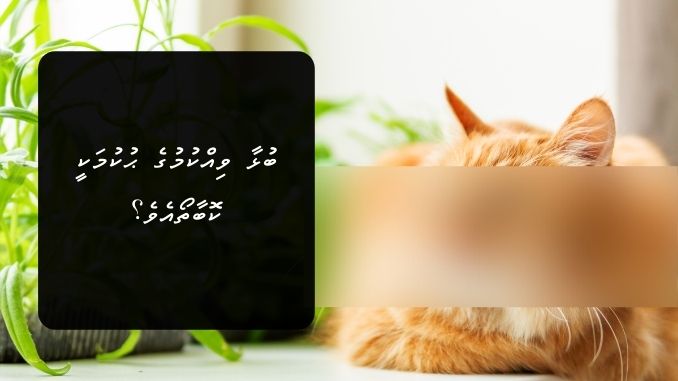 ބުޅާ ވިއްކުމުގެ ޙުކުމަކީ ކޮބާތޯއެވެ؟