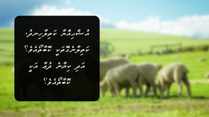 އުޟްޙިއްޔާ ކަތިލާހިނދު، ކަތިލާނެގޮތަކީ ކޮބާތޯއެވެ؟ އަދި ކިޔާނެ ދުޢާ އަކީ ކޮބާތޯއެވެ؟