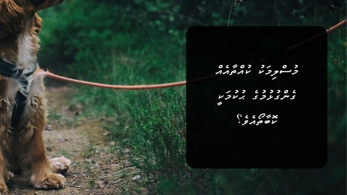 މުސްލިމަކު ކުއްތާއެއް ގެންގުޅުމުގެ ޙުކުމަކީ ކޮބާތޯއެވެ؟