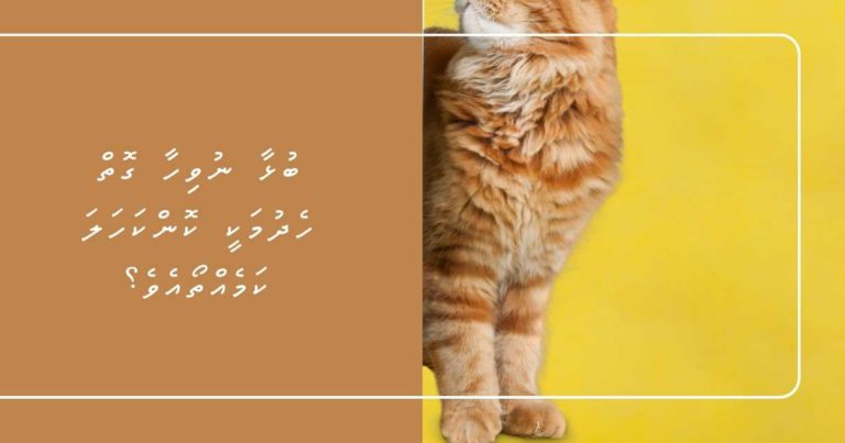 ބުޅާ ނުވިހާ ގޮތް ހެދުމަކީ ކޮންކަހަލަ ކަމެއްތޯއެވެ؟